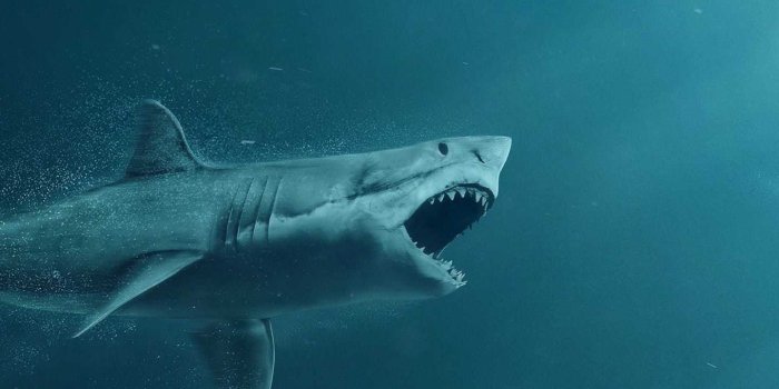 1440x2560 Shark Wallpaper Android - KoLPaPer - Awesome Free HD Wallpapers