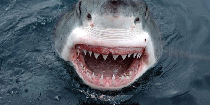 1600x1200 Free Shark Wallpapers