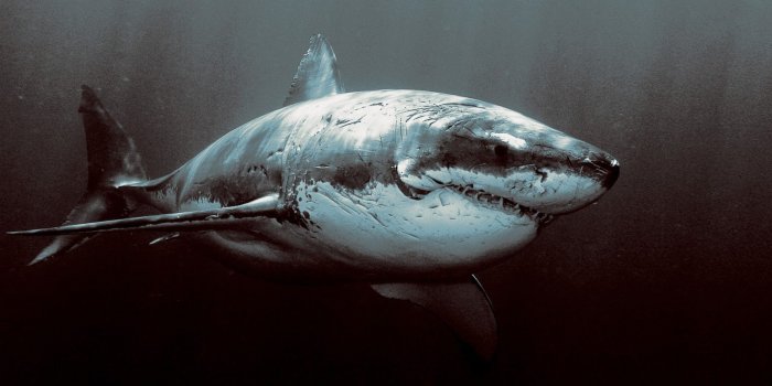 1600x900 68+] Great White Shark Wallpaper Hd on WallpaperSafari