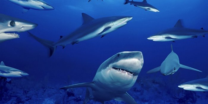1600x1000 Best 39+ Sharks Wallpaper on HipWallpaper | San Jose Sharks Wallpaper,  Street Sharks Wallpaper and Ocean Sharks Wallpapers