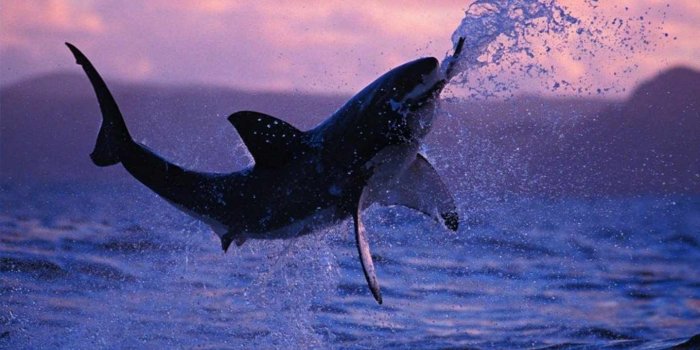 1440x900 Great White Shark wallpapers HD for desktop backgrounds