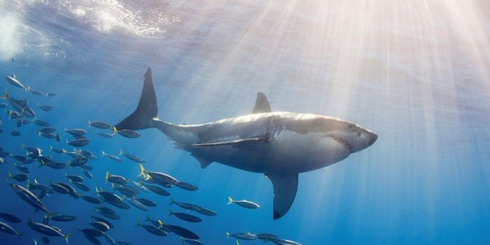 1440x900 Free download Great White Shark Wallpapers HD [1920x1080] for your Desktop,  Mobile & Tablet | Explore 73+ Shark Wallpaper | Great White Shark Wallpaper,  San Jose Sharks Wallpaper, Shark Wallpapers for Desktop