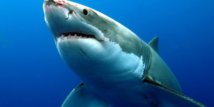 3000x2000 Desktop Shark HD Wallpapers