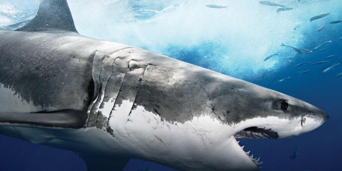 2801x1800 Shark Wallpapers