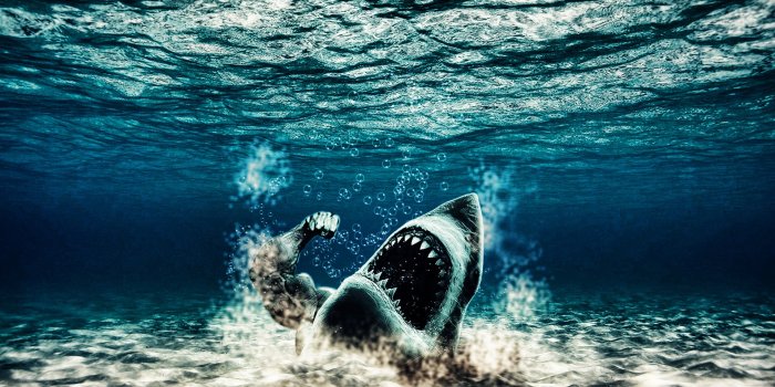 1920x1080 Shark wallpaper | 1920x1080 | #36712