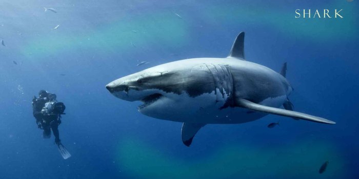 1920x1080 Shark Wallpapers - Animal Spot