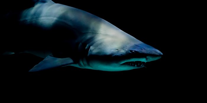 4928x3264 Shark Wallpapers Wallpapers - All Superior Shark Wallpapers Backgrounds -  WallpapersPlanet.net