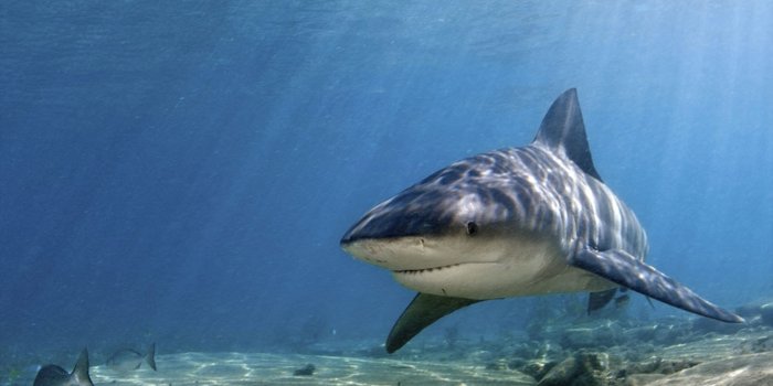 3072x2306 Shark Pictures - Shark Wallpapers - National Geographic
