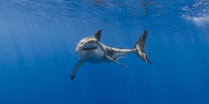 2880x1800 2880x1800 Shark 5k Macbook Pro Retina HD 4k Wallpapers, Images, Backgrounds,  Photos and Pictures