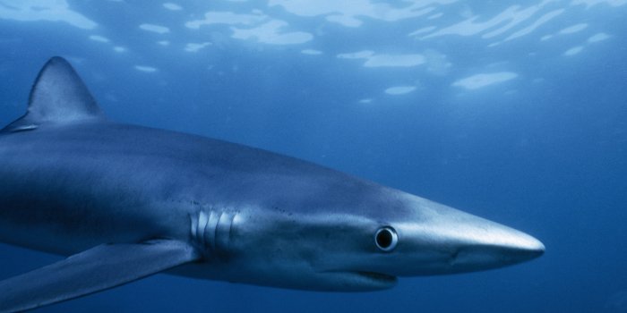 3840x2400 Free Shark Wallpaper (Page 1) - Line.17QQ.com