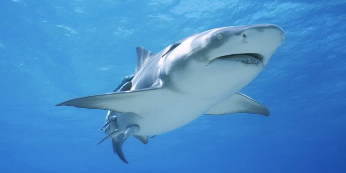 1600x1000 Wallpaper Pictures Gallery: Shark Wallpapers