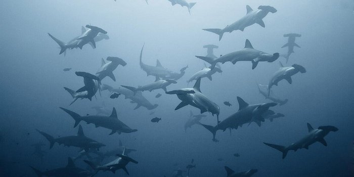 1280x854 Hammerhead Shark wallpapers HD for desktop backgrounds