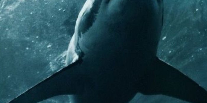 1080x1920 Shark iPhone Wallpapers - Top Free Shark iPhone Backgrounds -  WallpaperAccess