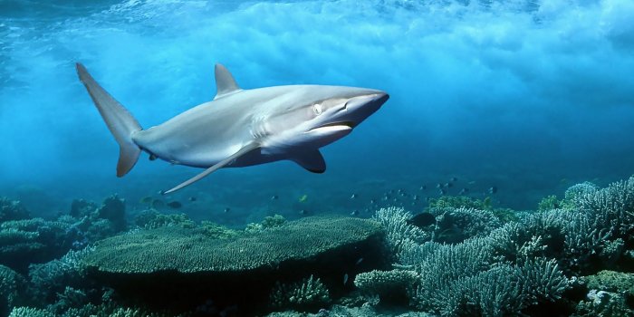 1920x1440 HD Shark Wallpaper #6831025