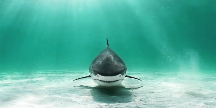 1600x1067 Shark Wallpaper 1600×1067 #29737 | HD Wallpapers