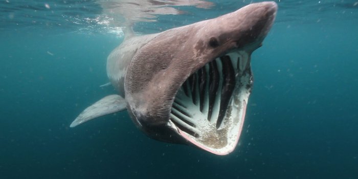 1920x1080 Basking Shark wallpapers, Animal, HQ Basking Shark pictures | 4K Wallpapers  2019