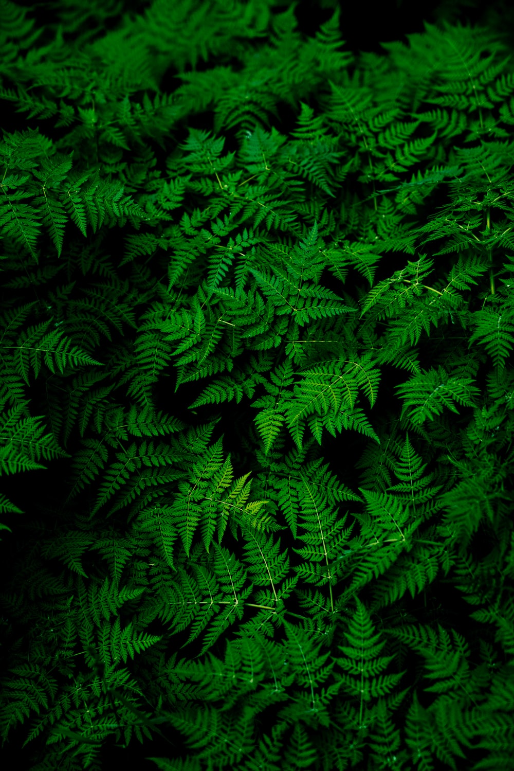 1000x1499 Green Wallpapers: Free HD Download [500+ HQ] | Unsplash