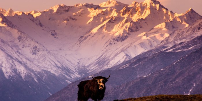 1920x1278 Yak Tibet China mountains HD wallpaper