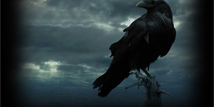 1922x1082 Raven Wallpapers