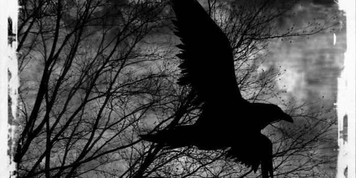 1920x1080 Raven Wallpapers