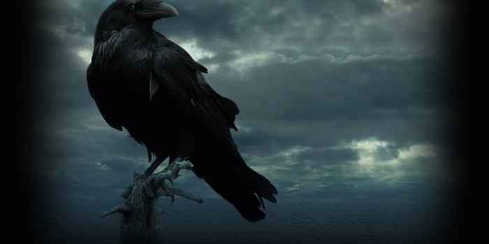 1920x1080 Free download Raven Wallpapers HD Backgrounds WallpapersIn4knet [1920x1080]  for your Desktop, Mobile & Tablet | Explore 71+ Raven Wallpaper | Baltimore Ravens  Wallpaper,