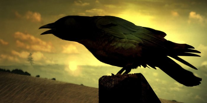 1920x1200 Raven Wallpapers - Top Free Raven Backgrounds - WallpaperAccess