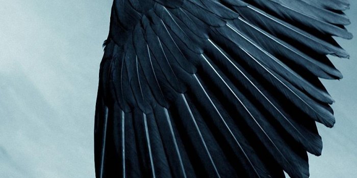 920x1380 Raven Wallpaper Bird - Raven Hd - 920x1380 - Download HD Wallpaper -  WallpaperTip