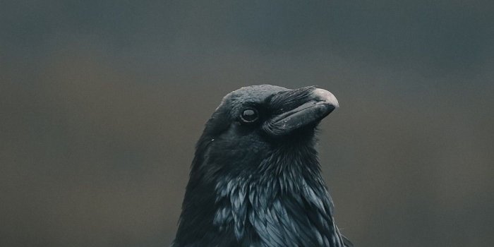 1080x2340 Raven iPhone Wallpapers - Top Free Raven iPhone Backgrounds -  WallpaperAccess