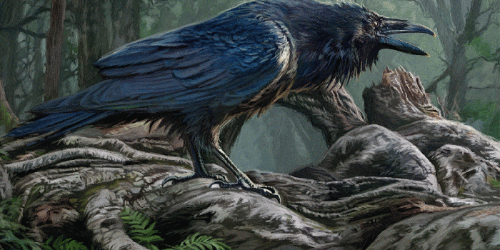 1440x810 Raven wallpapers 1600x900 desktop backgrounds