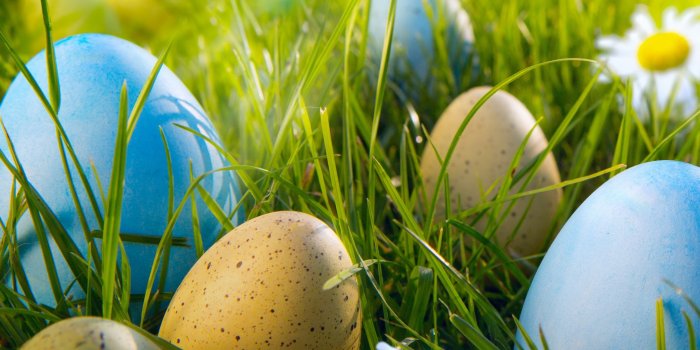 2048x2048 Best 42+ Egg Hunt Wallpaper on HipWallpaper | Duck Hunt Wallpaper, Duckhunt  Wallpaper and Hunt Slonem Bunny Wallpaper