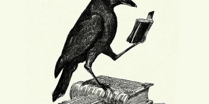 720x1280 Raven Phone Wallpapers - Top Free Raven Phone Backgrounds - WallpaperAccess