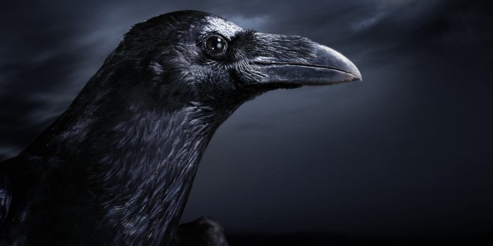 1680x1050 Awesome Raven Backgrounds | Raven Backgrounds