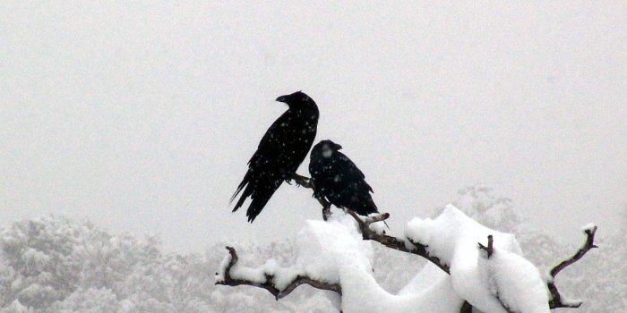 1920x1080 Res: 1920x1080, raven wallpaper 35/39 | birds hd backgrounds | Warriors  wallpaper, Birds wallpaper hd, Bird wallpaper