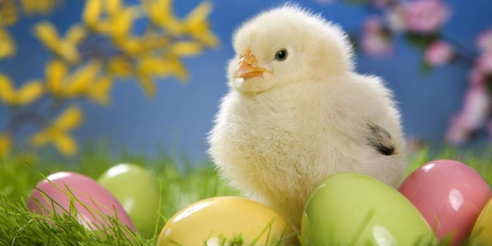 1920x1080 Chicks And Easter Eggs Wallpapers