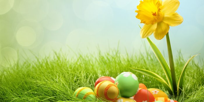 5760x3679 Free download Eggs and yellow flower for Easter wallpapers and images  wallpapers [5760x3679] for your Desktop, Mobile & Tablet | Explore 44+  Easter Flower Images Wallpaper | Free Easter Flower Wallpaper,