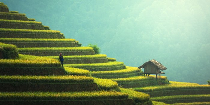 7680x4320 Wallpaper Asia, field, 8k, Nature #15822