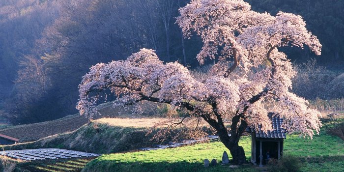 1920x1200 Cherry Blossom & Rice Asia wallpapers | Cherry Blossom & Rice Asia stock  photos