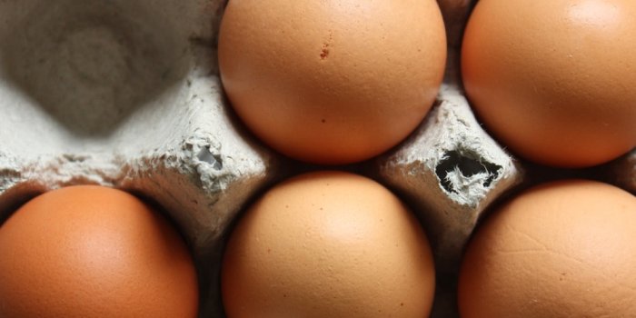 1000x1531 Eggs Pictures [HD] | Download Free Images on Unsplash