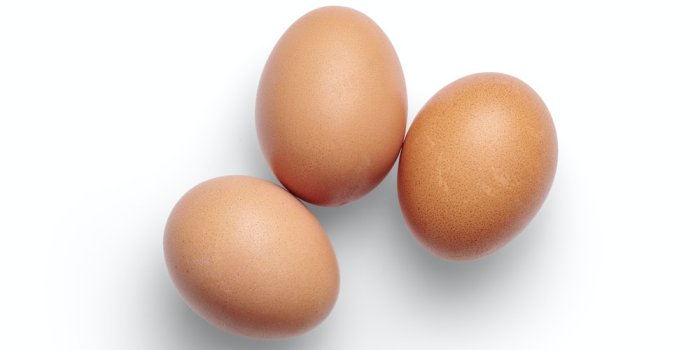 1000x1000 Eggs Pictures [HD] | Download Free Images on Unsplash