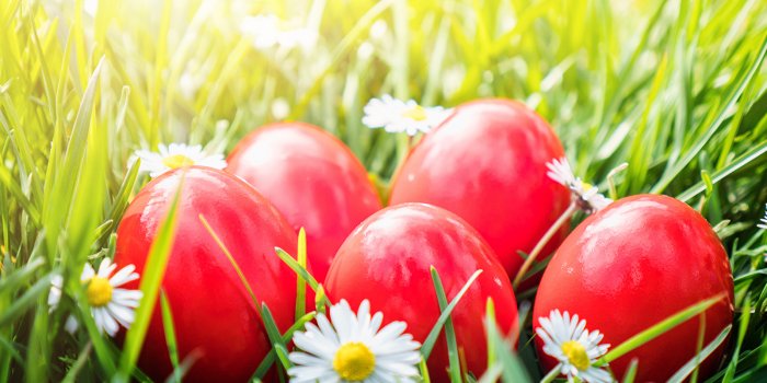 1600x1200 Desktop Wallpapers Easter egg Red Camomiles 1600x1200