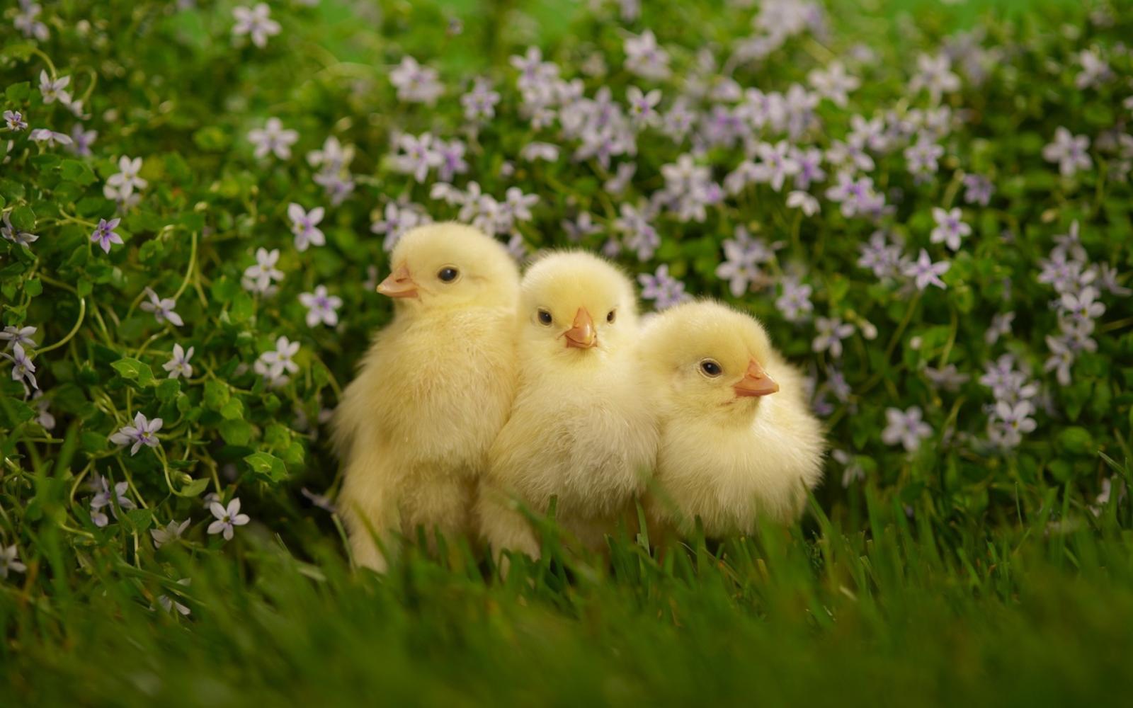 1920x1200 Three cute Chicks HD Wallpaper | Background Image | 1920x1200 - Wallpaper  Abyss