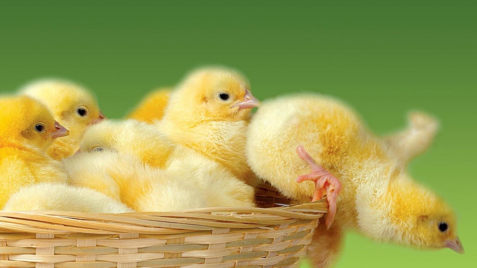 2048x1152 Chicks Wallpapers