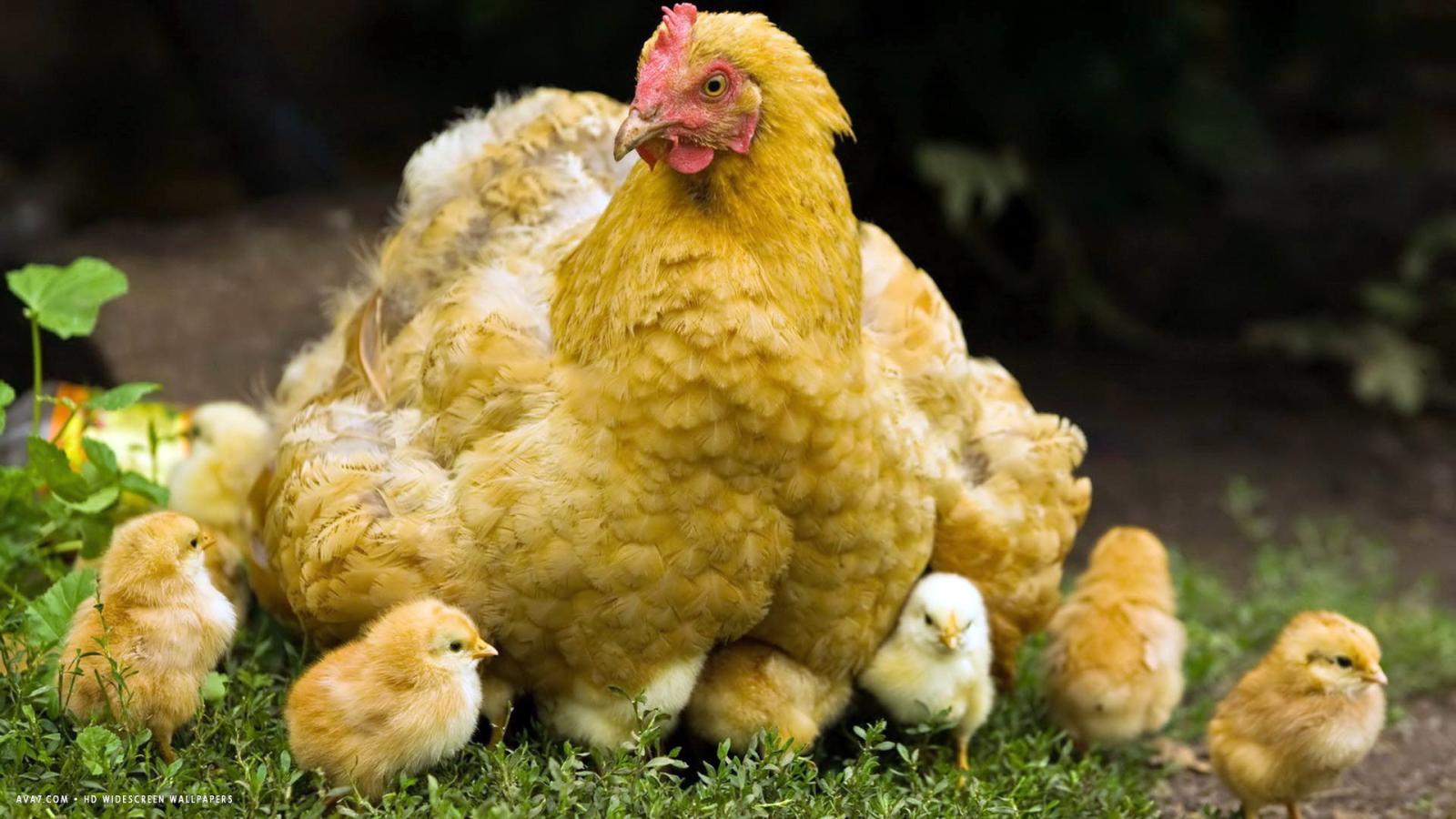 1920x1080 chicken mother chicks birds hd widescreen wallpaper / birds backgrounds