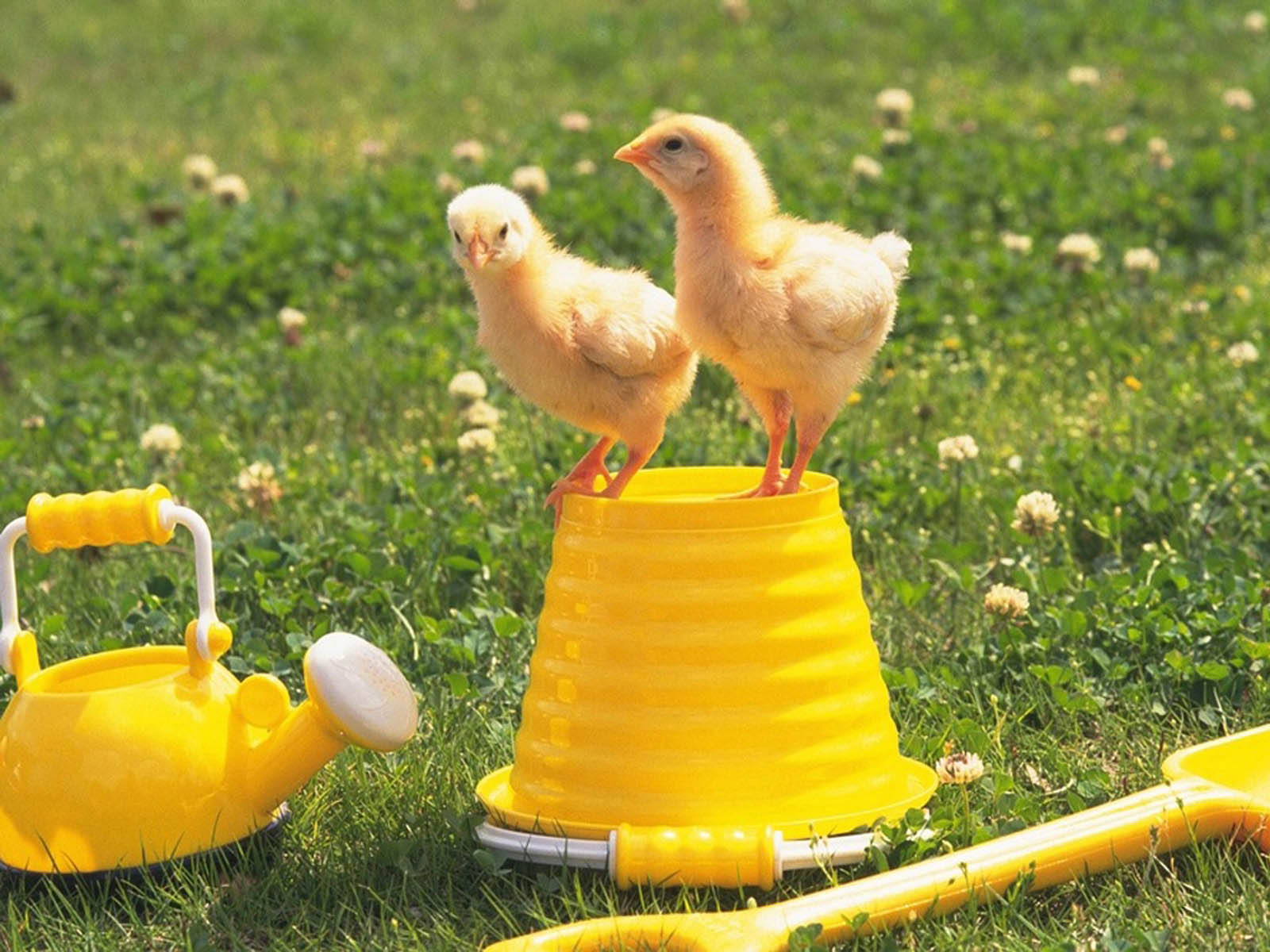 1600x1200 Nature Wallpapers: Funny Chicks Wallpapers