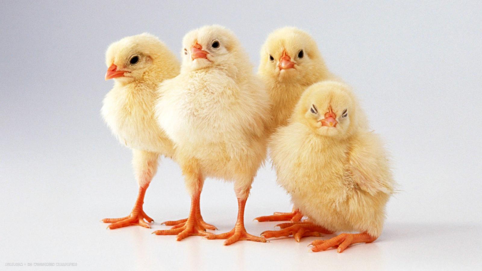 1920x1080 chicks cute small four birds hd widescreen wallpaper / birds backgrounds