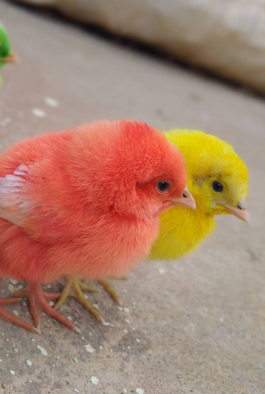 859x1280 Cute chicks wallpaper by Adnan_syed - f7 - Free on ZEDGE™