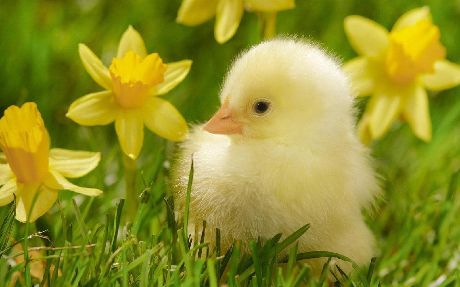 1920x1200 Chicks Wallpapers