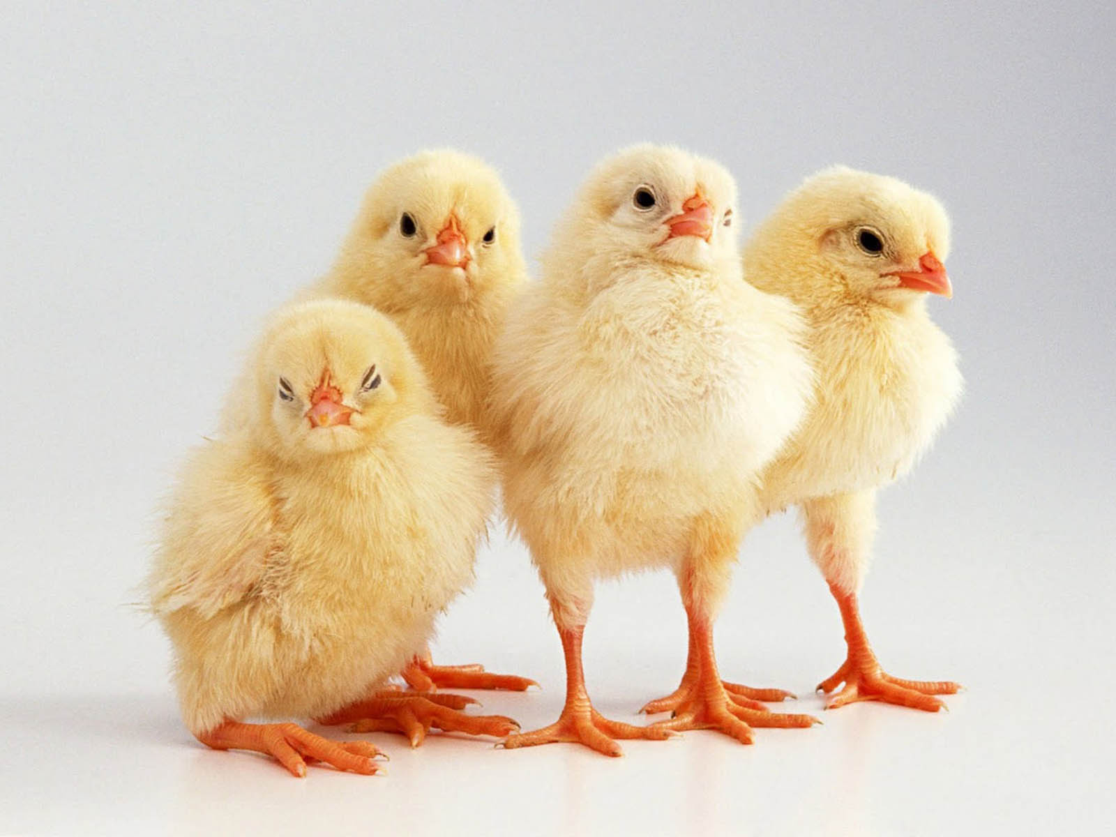 1600x1200 XS Wallpapers HD: Funny Chicks Wallpapers