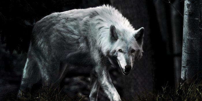 2494x1658 Dark Wolf by Rate19 | Wolf wallpaper, Lone wolf, White wolf