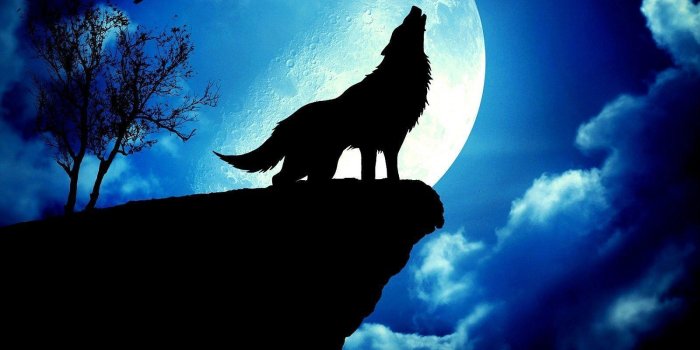 1600x1067 Wolf Wallpaper Dark - Dark Wolf Wallpapers Desktop Background : 78 wolf  wallpapers hd images in full hd, 2k and 4k sizes.
